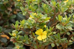 Hibbertia cuneiformis