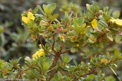 Hibbertia cuneiformis