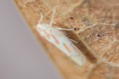 Dikrella cruentata