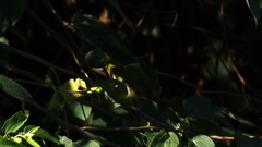 Zosterops maderaspatanus