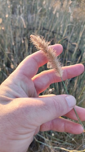 Cenchrus pilcomayensis