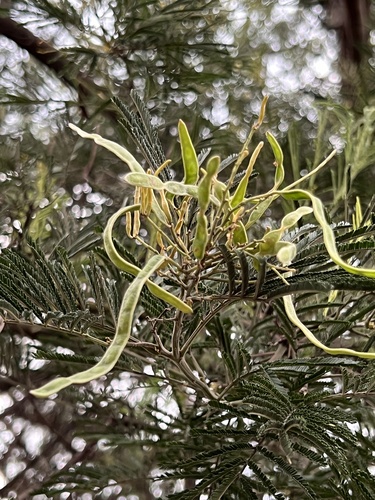 black wattle