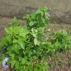 Jatropha integerrima image