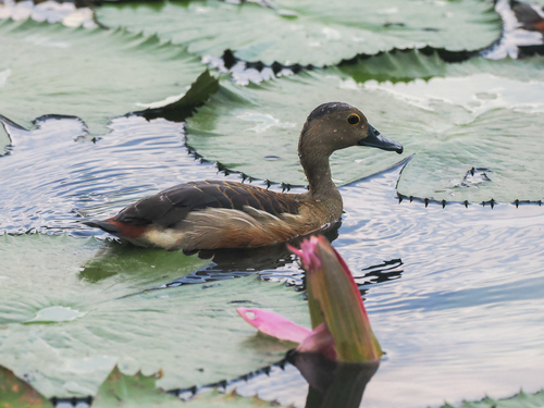 Lesser Whistling Duck (Dendrocygna javanica), photo 10