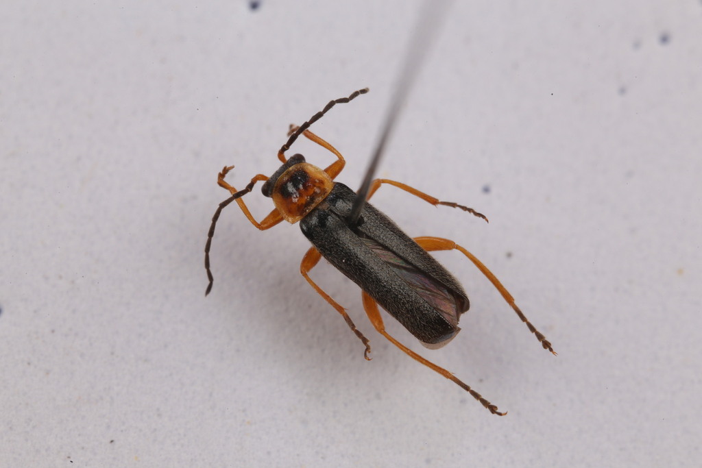 Cantharis knizeki