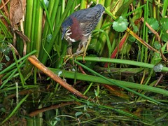 Butorides virescens image