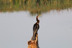 Anhinga anhinga leucogaster