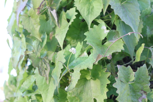 Mikania cynanchifolia (Mikania cynanchifolia)