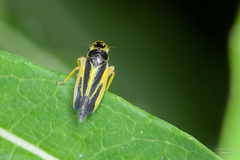 Evacanthus interruptus