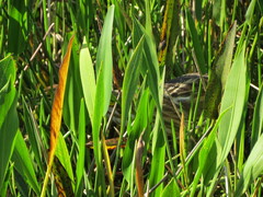 Botaurus lentiginosus image