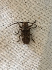Prosoplus bankii