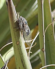 Cacama valvata