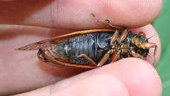 Magicicada cassinii