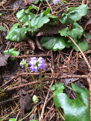 Veronica regina-nivalis