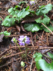 Veronica regina-nivalis