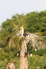 Anhinga anhinga leucogaster