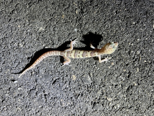iNaturalist observation photo of Western Banded Gecko