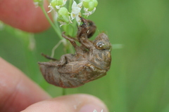 Neotibicen pruinosus