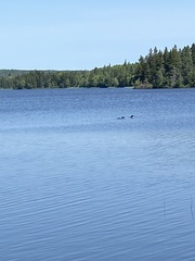 Gavia immer image