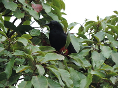 Hypopyrrhus pyrohypogaster