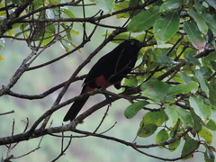 Hypopyrrhus pyrohypogaster