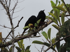 Hypopyrrhus pyrohypogaster