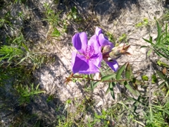 Chaetogastra gracilis