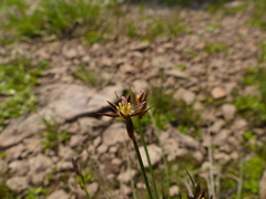 Juncus drummondii