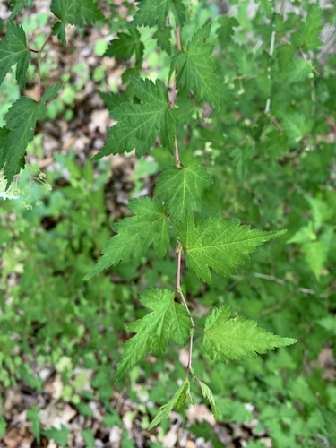 Neillia incisa iNat (3)