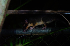 Philander opossum