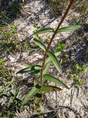 Chaetogastra gracilis