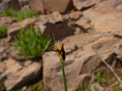 Juncus drummondii