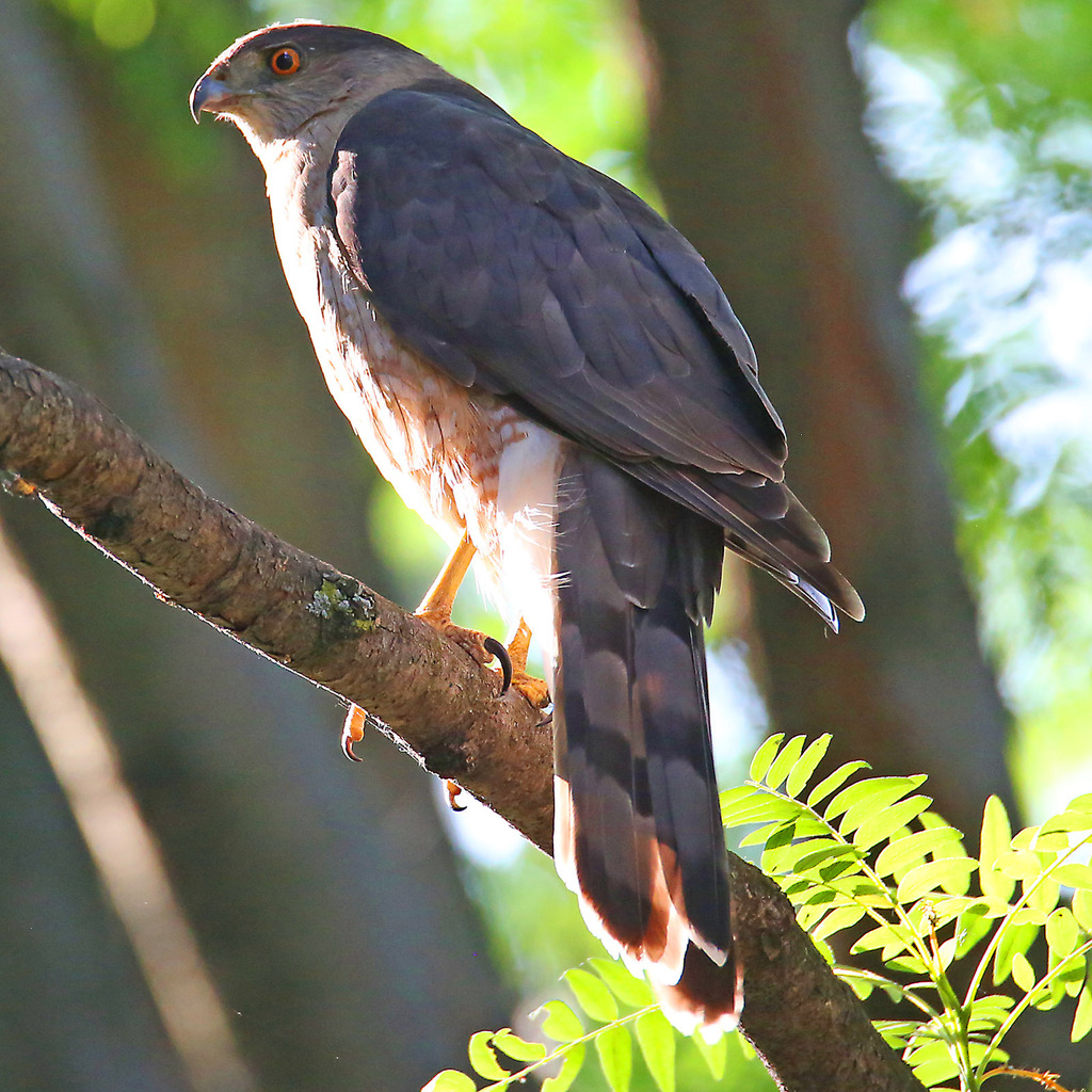 Cooper's Hawk From Uptown, Chicago, Il, Usa On June 21, 2023 At 07:47 