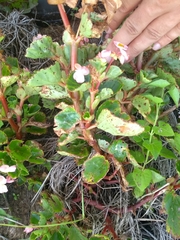 Begonia cucullata