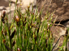 Juncus drummondii