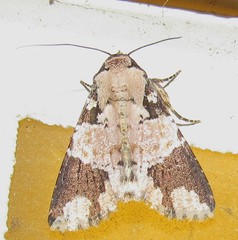 Condica cupentia