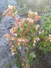 Begonia cucullata