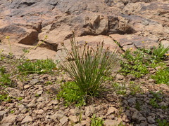 Juncus drummondii