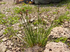 Juncus drummondii