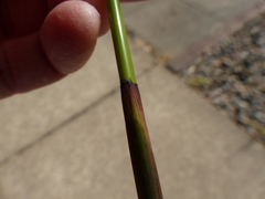 Juncus effusus pacificus