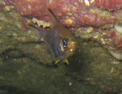 Pempheris multiradiata