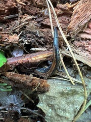 Plethodon cinereus image