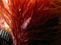 Chromodoris ambigua