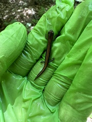Plethodon cinereus image