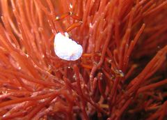 Anoplodactylus evansi