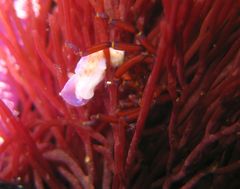 Anoplodactylus evansi