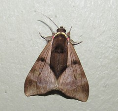 Dysschema subapicalis