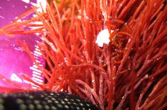 Anoplodactylus evansi