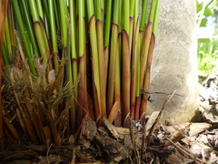 Juncus effusus pacificus
