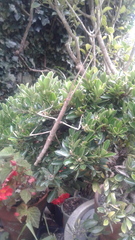 Argosarchus horridus